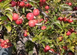 Niğde'de misket elması hasadı başladı, bu sezon 132 bin 620 ton rekolte bekleniyor