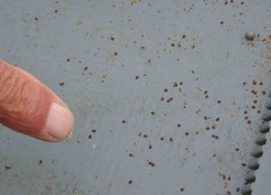 Ardahan'da arıcılara kış öncesi varroa ve kovan kontrolü uyarısı yapıldı