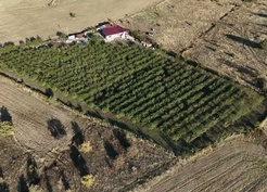 Hasan Sidal, Yozgat'ta 350 bin avro yatırımla 1200 badem fidanı dikti