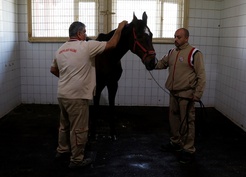 ABD'de Triple Crown'u engelleyen Victory Gallop, 31 yaşında İzmit'te emekli oldu