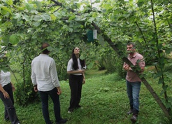 Karadeniz'de fındığı tehdit eden istilacı zararlılar 15 istasyonla takip edilecek