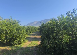 Kozan'da limon üreticileri 30 liradan 7,5 liraya düşen fiyat için destek istiyor