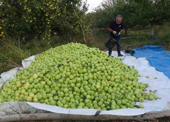 Malatya Doğanşehir'de 13 dönümden 70 ton birinci sınıf elma bekleniyor
