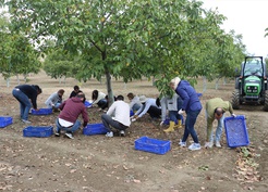 Tekirdağ Bağcılık Araştırma Enstitüsü'nde 6,5 ton ceviz rekoltesi bekleniyor