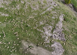 Tunceli'de küçükbaş üreticisi yem ve maliyetlerden yakınıyor, bir torba yem 1200 lira