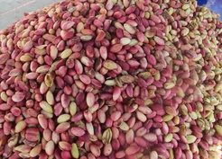 USDA raporu Antep fıstığı rekoltesinde yüzde 10 artışla 130 bin ton öngörüyor
