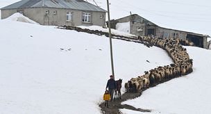 They are the only inhabitants of this village! They have been 'on duty' 3 meters under snow for 9 years.