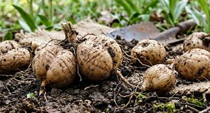 10 people were fined 7 million lira for illegally collecting salep orchid tubers in Çankırı.