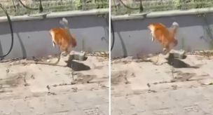 The fight between the cat and the snake on camera