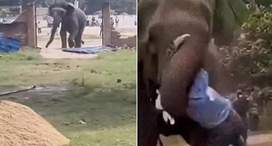 It seriously injured its caretaker and destroyed houses in the village! The crazed elephant was captured in 15 hours.