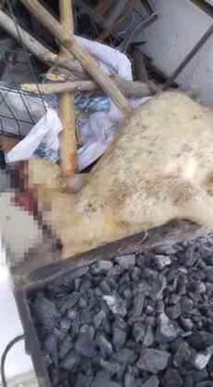 'Köpeği kesti' diyerek yaygara kopardı! Aslında koyunmuş