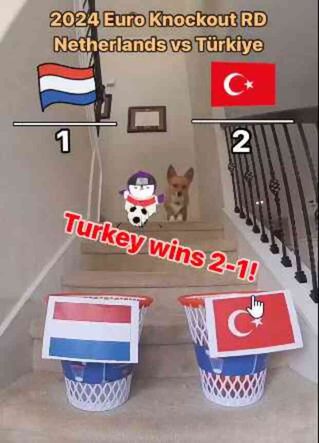 Avusturya maçını skoruna kadar bilmişti! Fenomen köpek, Türkiye-Hollanda maçı için de tahminini yaptı