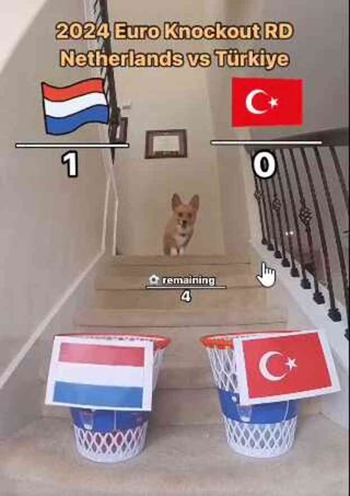 Avusturya maçını skoruna kadar bilmişti! Fenomen köpek, Türkiye-Hollanda maçı için de tahminini yaptı
