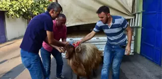 Şehit Ailelerine Kurbanlık Verildi