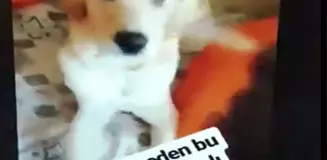 Köpeğin Gözüne Deodorant Sıktı !