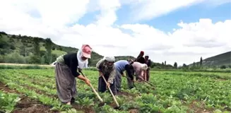 'Tarıma yönelik kredi paketiyle gıda enflasyonu dengelenir'