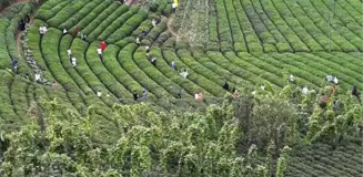 Rize'deki çay tarlasına ziyaretçi akını