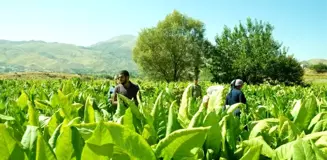 Kaymakam Uçar, tütün üreticileriyle tarlada bir araya geldi