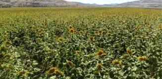 Tunceli'de ayçiçeği hasadı üreticinin yüzünü güldürdü