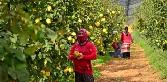 Tavas'ta ayva hasadı devam ediyor