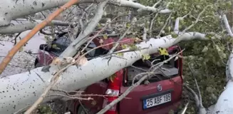 Kesilen ağaç, yoldan geçen otomobilin üzerine düştü