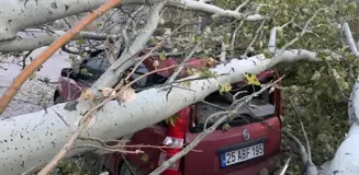 Seyir halindeki otomobilin üzerine kesilen kavak ağacı düştü