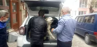 Yaralı köpek tedavi için özel izinle İstanbul'a götürüldü