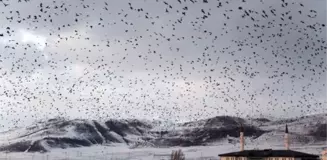 Bir kentimizi kargalar istila etti! Görüntü korku filmini anımsattı, bölge halkı endişeli