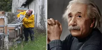 Einstein, 'Arılar yok olursa insanlığın 4 yıl ömrü kalmıştır' demişti! İstanbul'dan ürküten haber