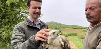 Kızıl şahin, 2 aylık tedavisinin ardından doğaya salındı