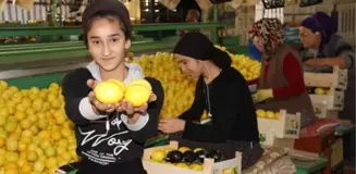 Erdemli'de Limon Hasadı Sürüyor