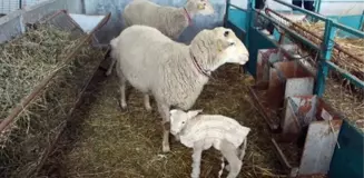 Edirne'de Kuzulara Kazak Giydirildi