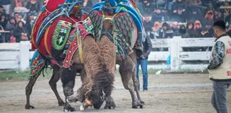 Efes Selçuk Deve Güreşleri Festivali düzenlendi