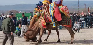 Biga'da 4. Folklorik Deve Güreşi Etkinliği Düzenlendi