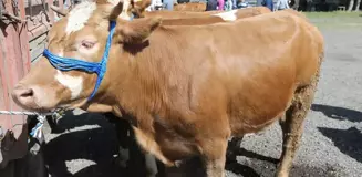 Ardahan, Kars ve Ağrı'da Kurbanlık Pazarlarında Yoğunluk