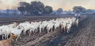 Hayvanlarının Canını Kurtardı; Bazı Evler Tahliye Edildi