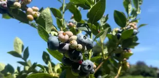 İstanbul Tarım ve Orman Müdürü: Tıbbi aromatik bitkilerin Şile'ye geri dönüşü sağlanacak