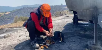 Manisa'da orman yangınında ev ve ahır yandı