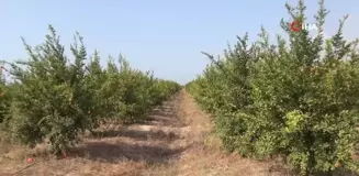 Mersin'de yılın ilk erkenci nar hasadı yapıldı