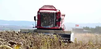 Kuraklık nedeniyle ayçiçeği hasadı düşük verimli geçiyor