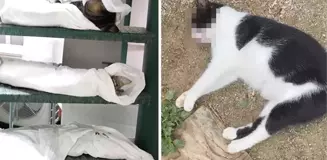 Kadıköy'de katliam! Onlarca kedi ve köpeği zehirleyerek öldürdüler