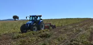 Kelkit Şeker Fasulyesi Hasadına Başlandı