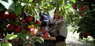 Yahyalı Elması, 25 Ülkede Damakları Tatlandırıyor