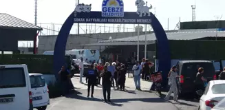 Gebze Belediyesi'nde Hayvan Ölümleri Üzerine Soruşturma Başlatıldı