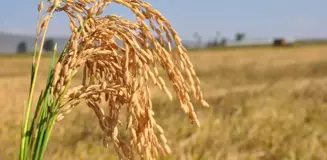 Silifke'de Çeltik Hasadı Başladı