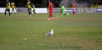 Tekirdağspor Maçında Martı Renkli Anlar Yaşattı