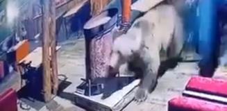 Uludağ'da işletmeyi basan ayı kamerada