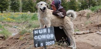 Garip, sahibinin mezarının başından ayrılmıyor