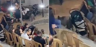 Şehre inen bir yaban domuzu düğüne daldı