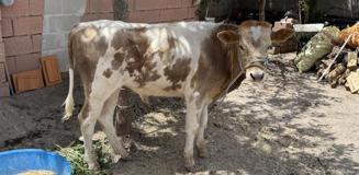 3 aylıkken ahırdan kaçtı, Kurban'a günler kala yakalandı